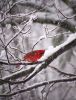 cardinal by Neal Friedenthal