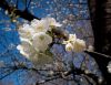 Cherry Blossom by Neal Friedenthal