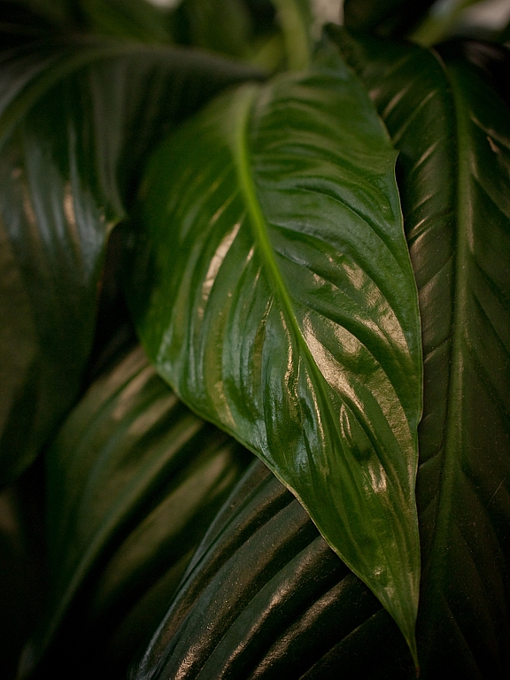 leaf