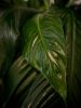 leaf by Neal Friedenthal