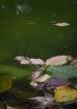 Autumn Pool