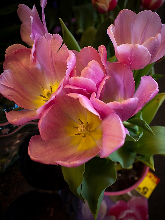 Tulips