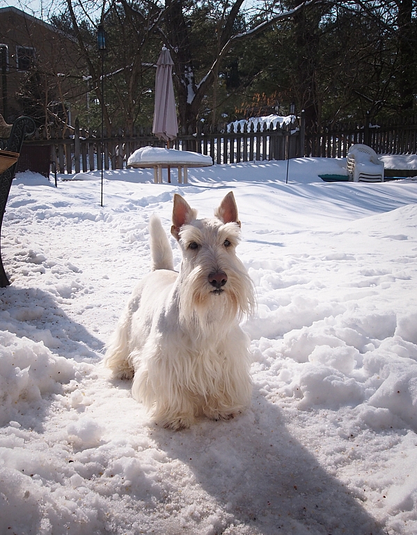 Snow Gunner