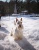 Snow Gunner