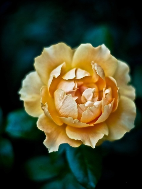 City of Roses