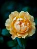 City of Roses