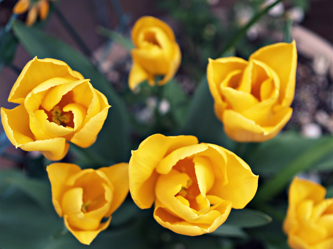 Tulips