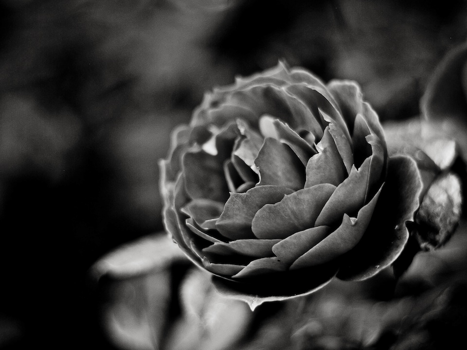 City of Roses (2)