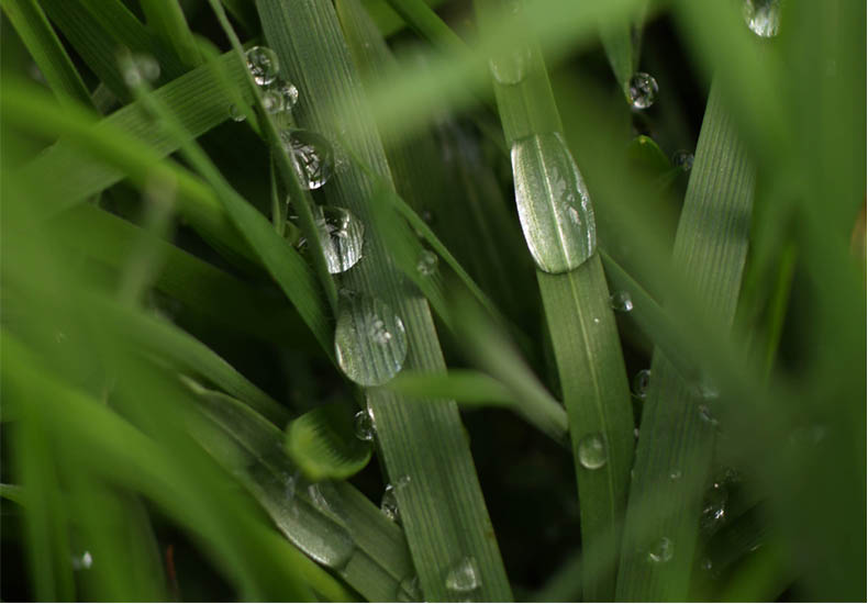 Water on Grass