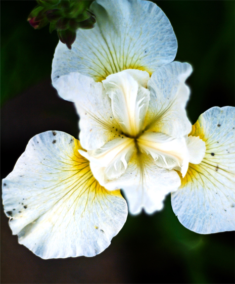 Iris