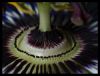 Passion Flower 2