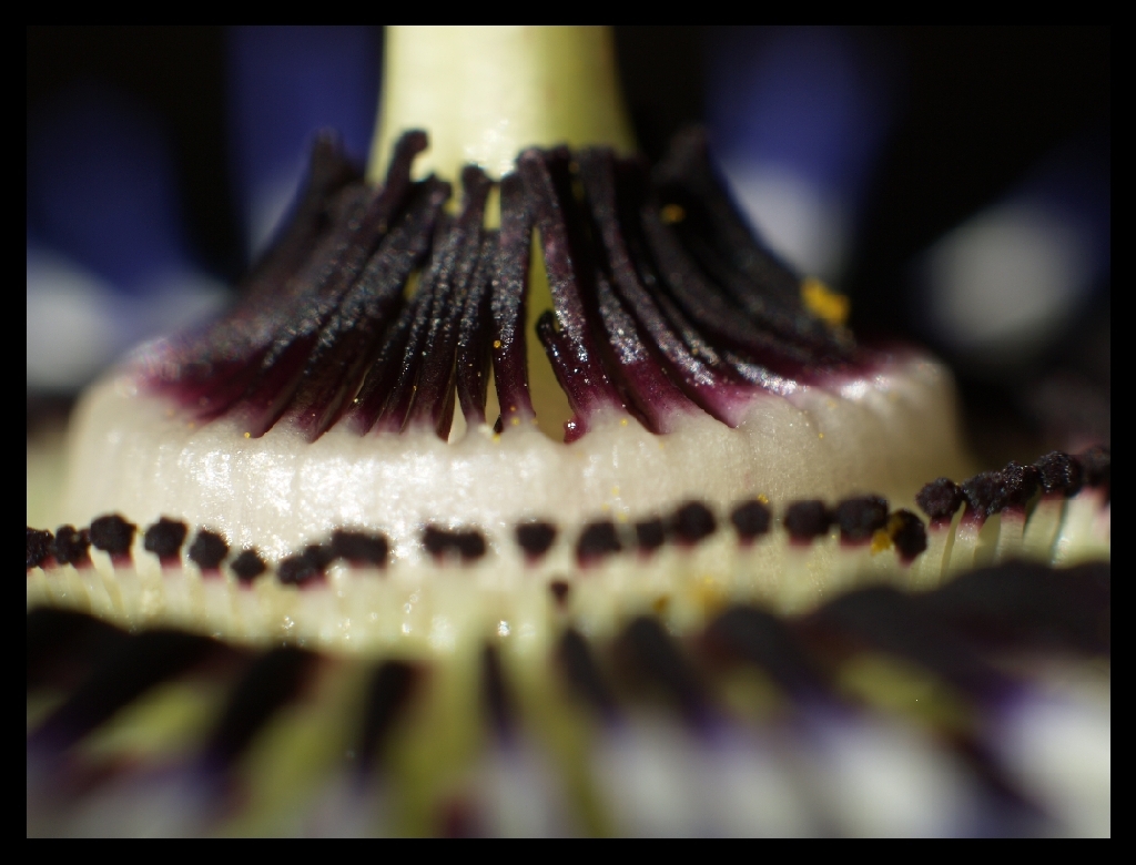 Passion Flower 3
