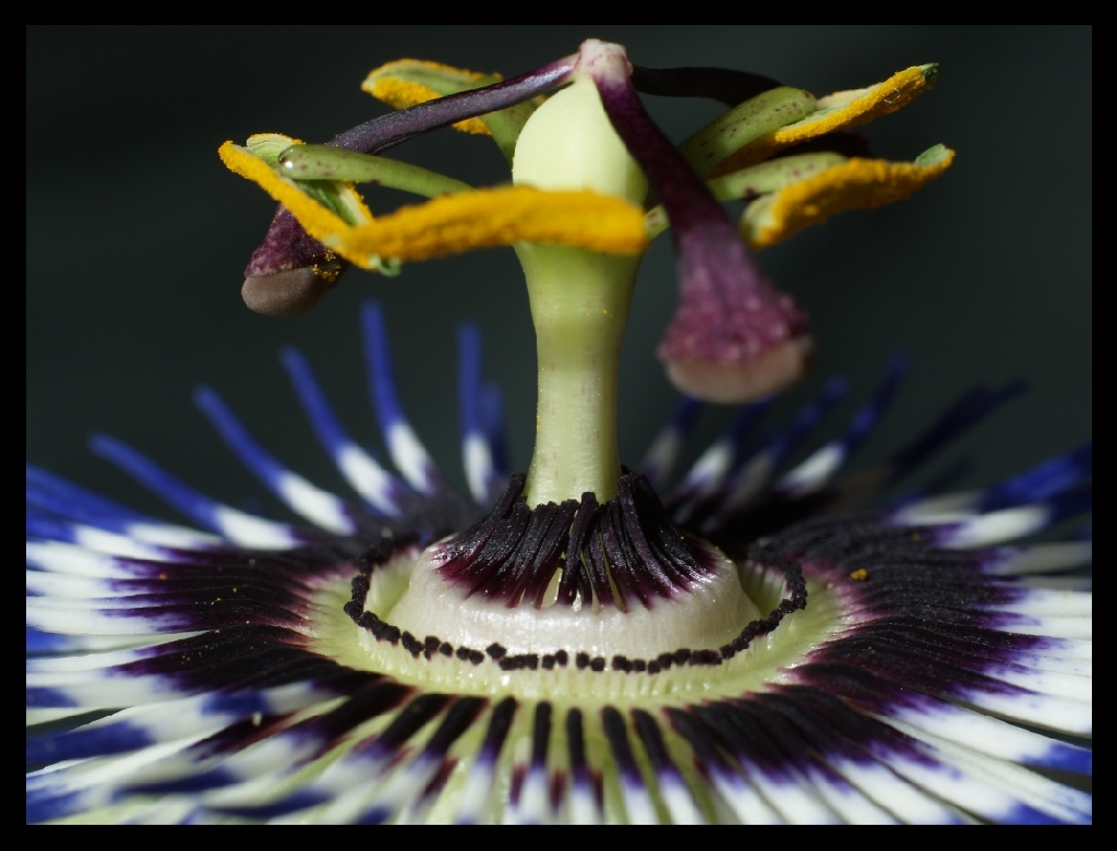 Passion Flower 1