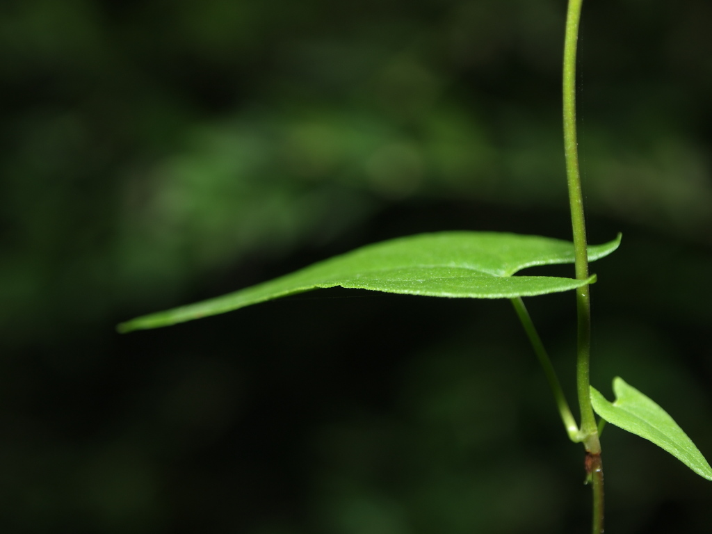 Leaf 3