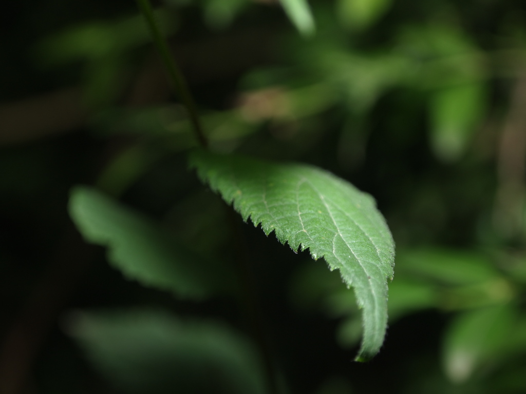 Leaf 1