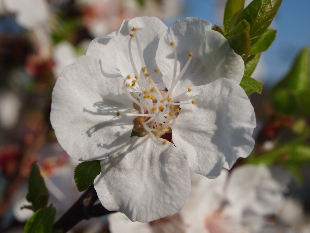Blossom