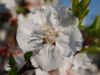 Blossom