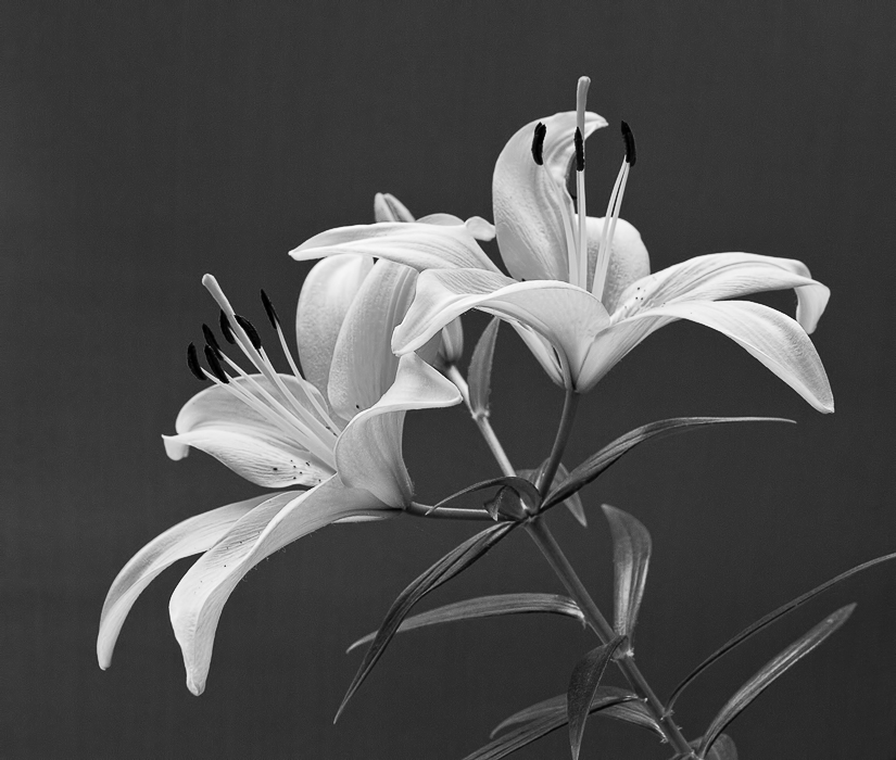 Easter Lillies - mono