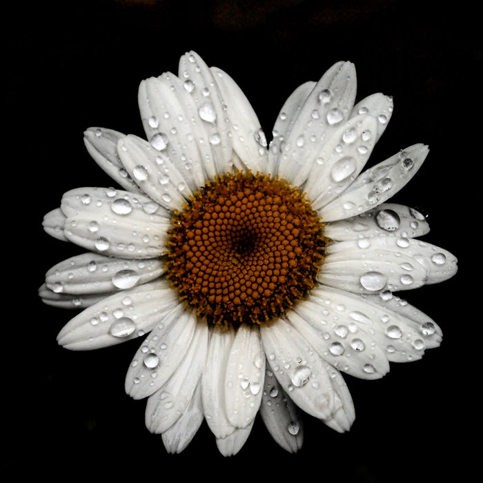 A Daisy Liked the Rain