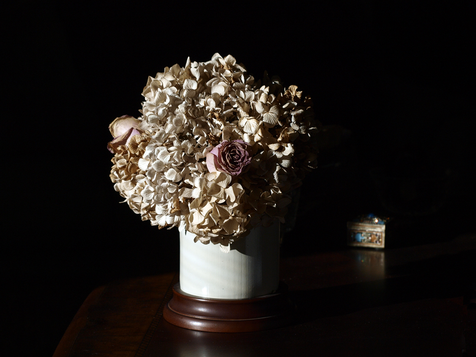 Dried Hydrangeas