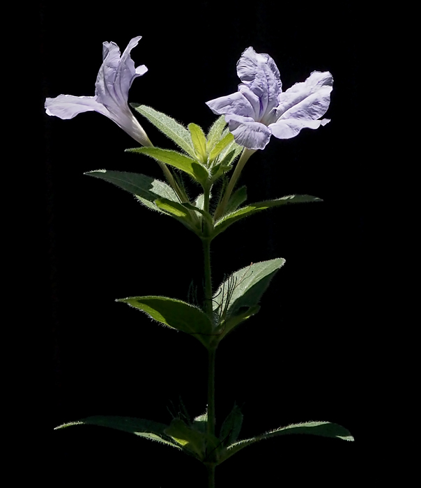 Wild Petunias
