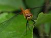 Mr Dragonfly by Darren Walker