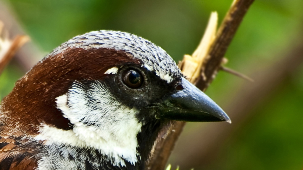 His Eye is on the Sparrow