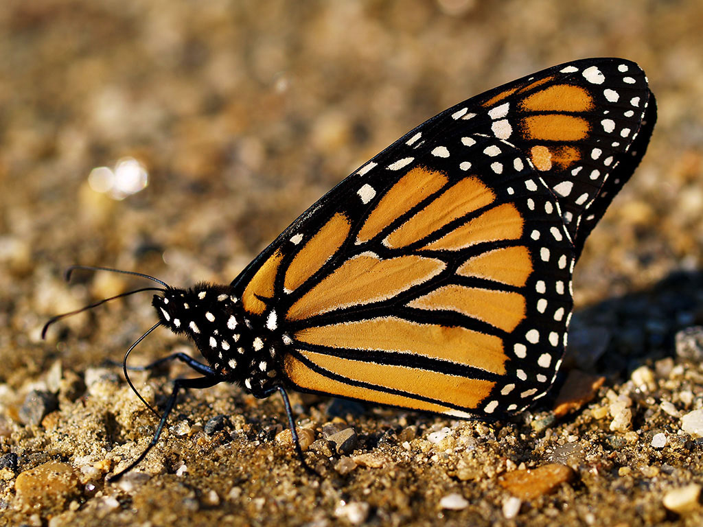 Beach Butterfly