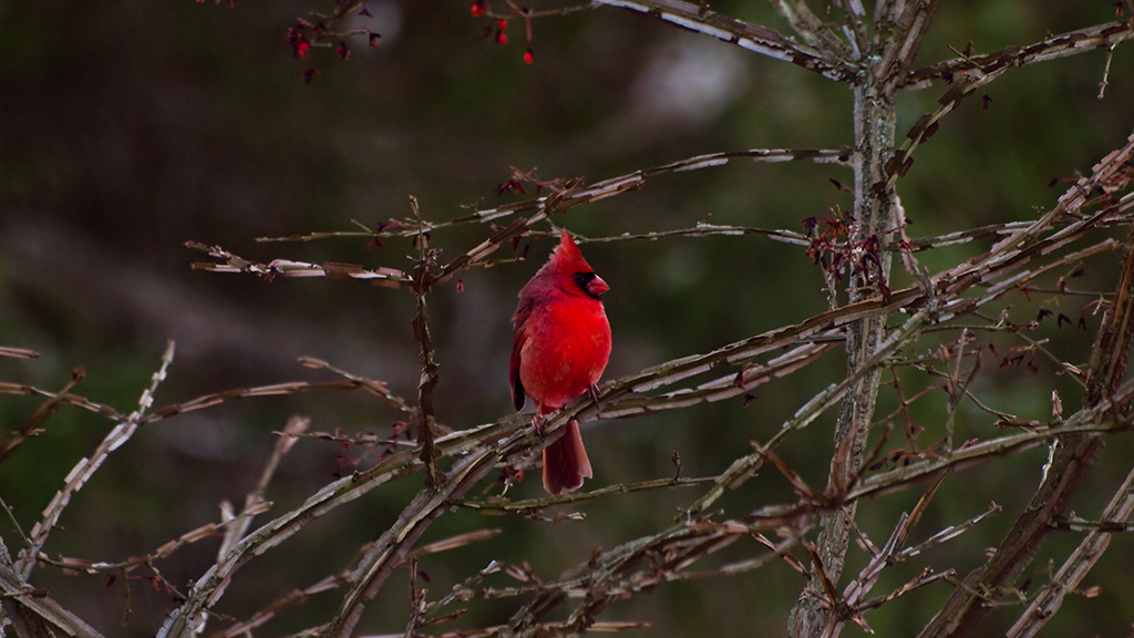 Scarlet Rejuvenation