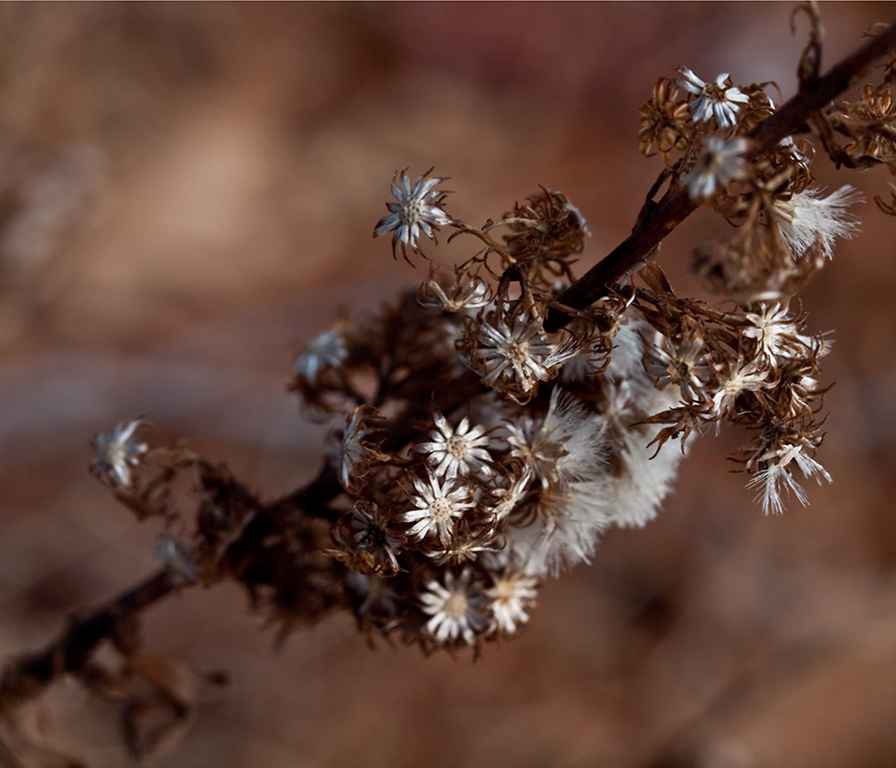 Daisy Diminutives