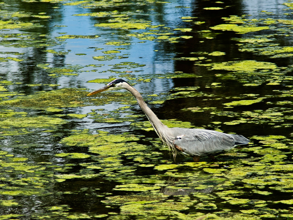 Blue Herron