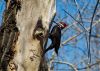 Pileated Woodpecker by Neil Macleod