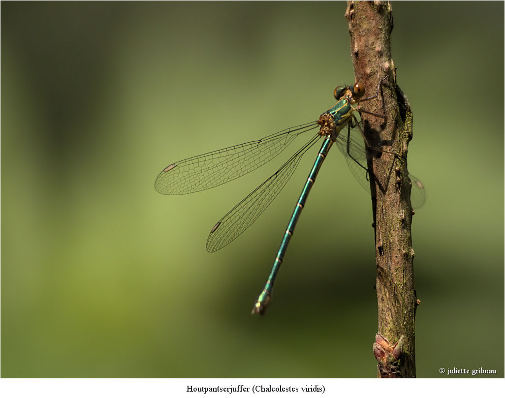 damselfly