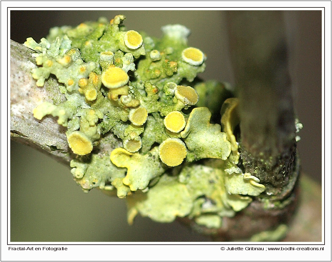 macro-6