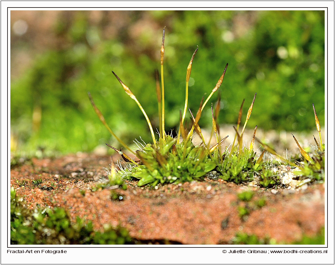 macro-5