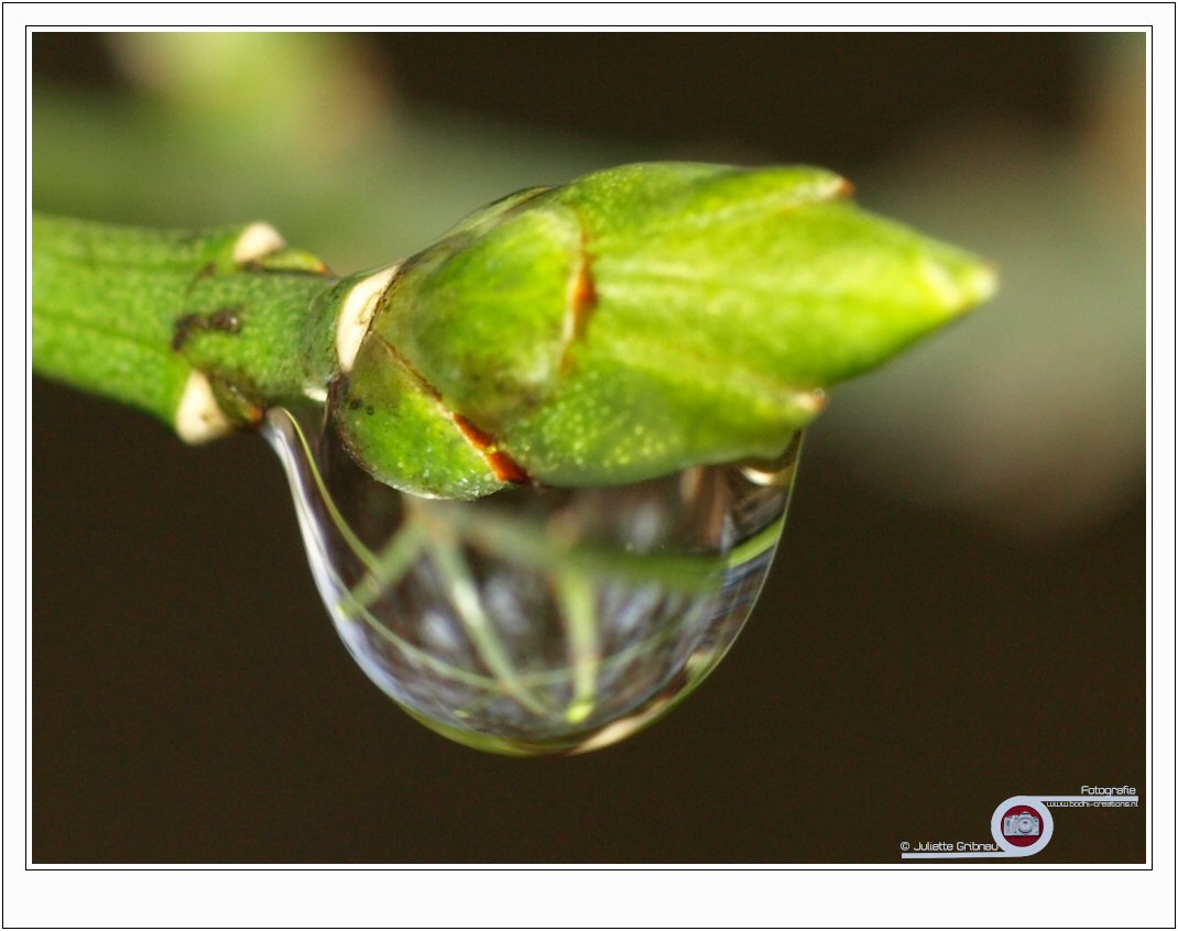 macro-7