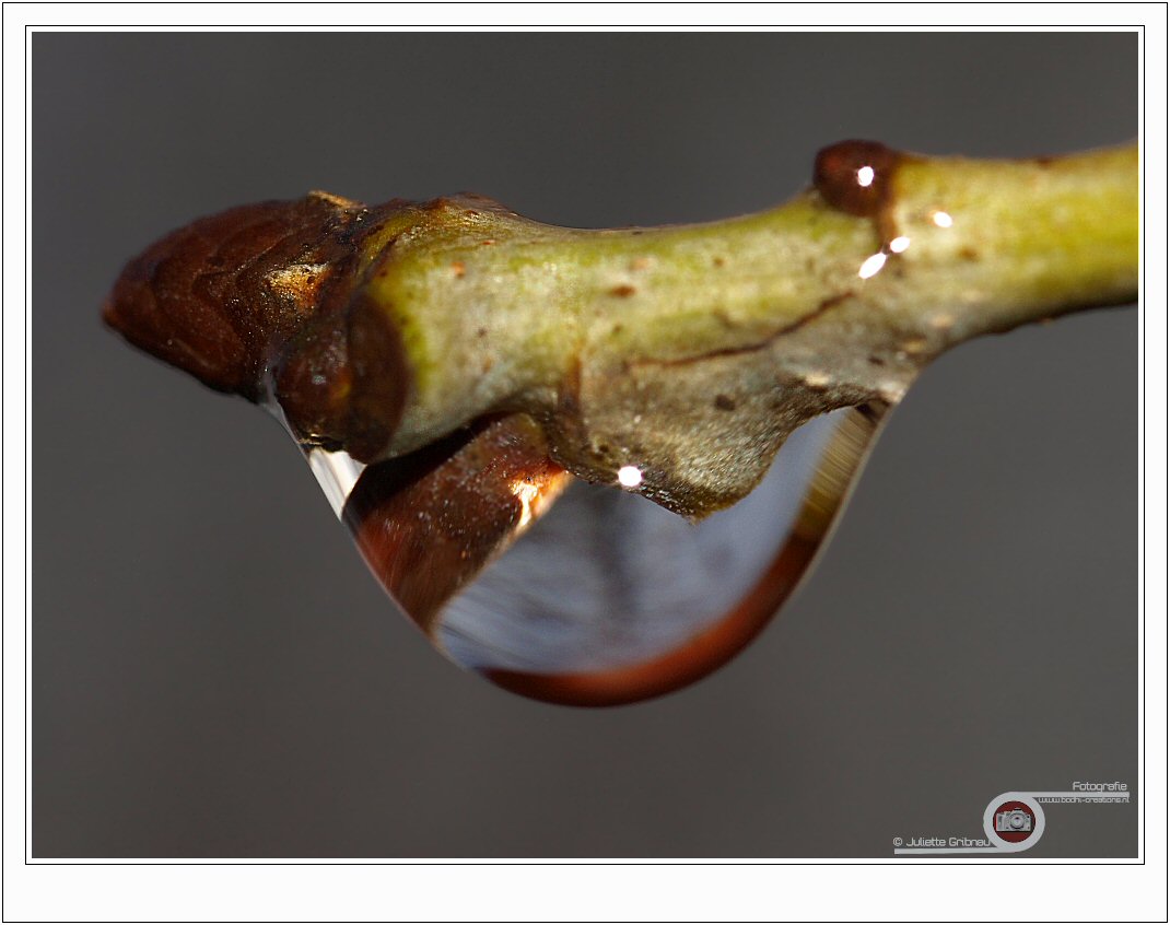 macro-8