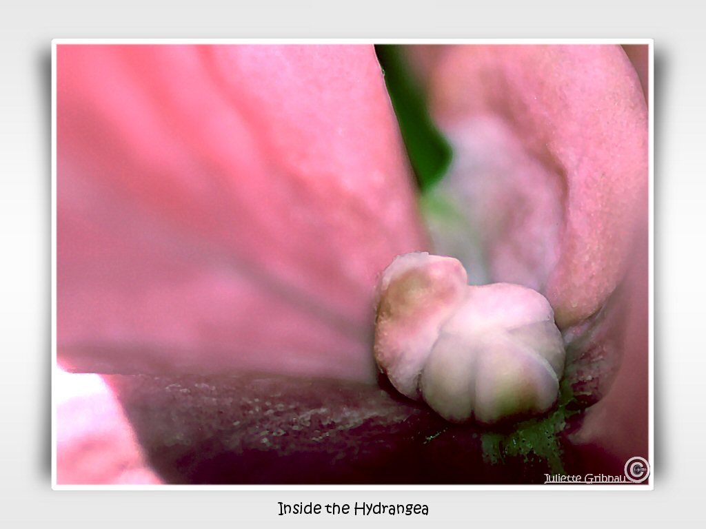inside the hydrangea-1