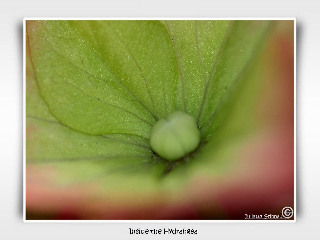 inside the hydrangea-2
