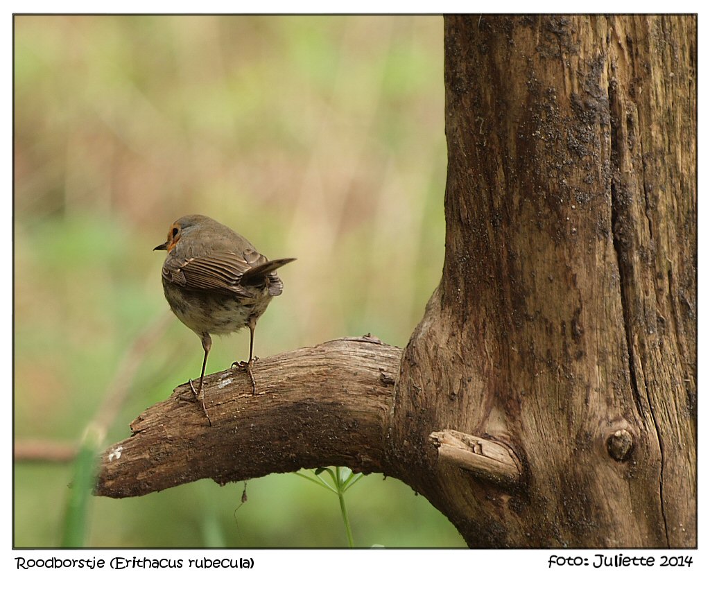 European Robin