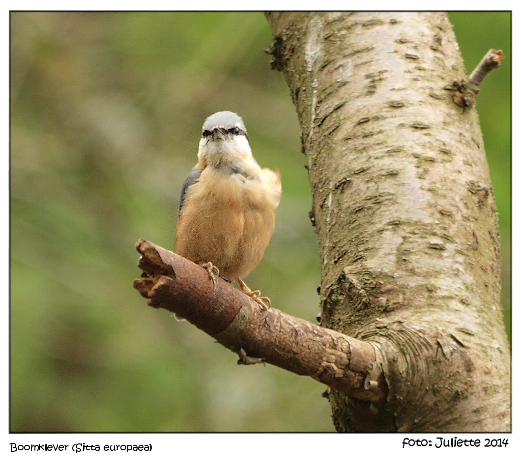 Boomklever (Sitta europaea)