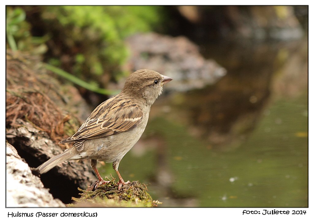 House-Sparrow (Huismusje)