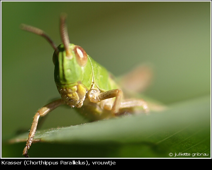 grasshopper-2