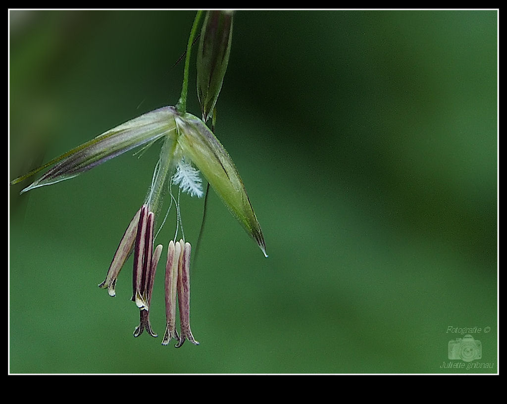grass-1
