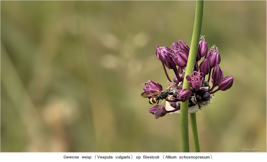wasp on flower