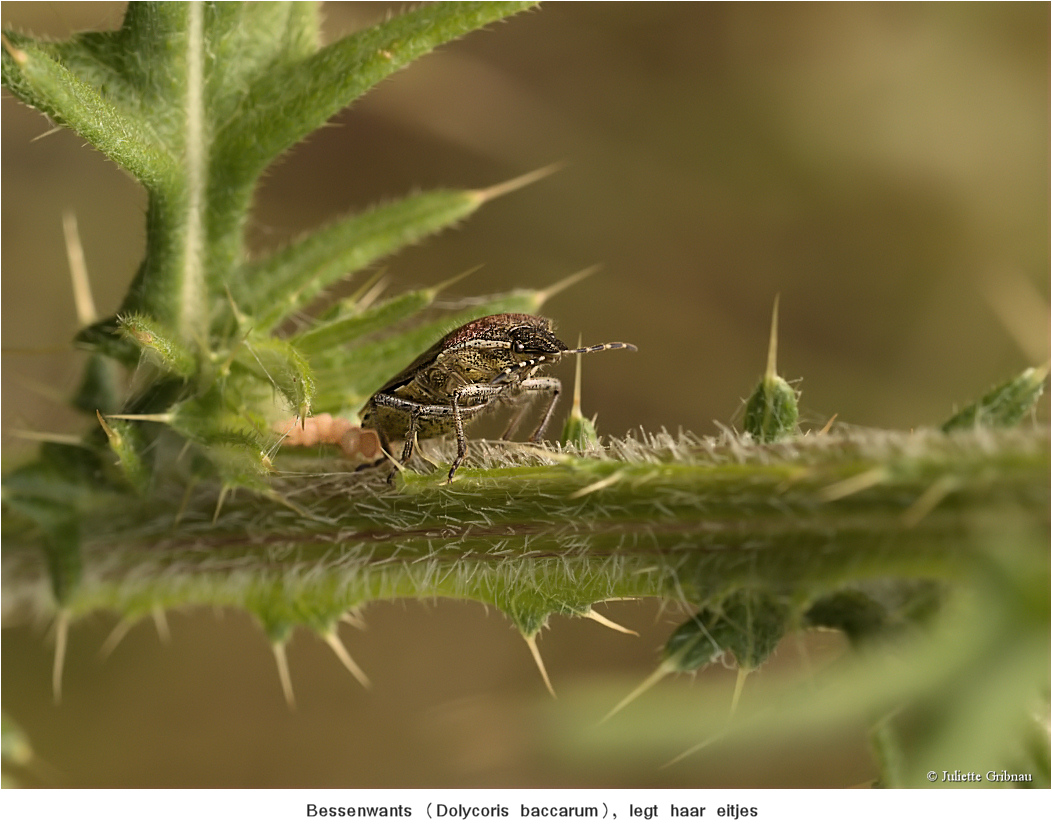 Bug laying her eggs-2