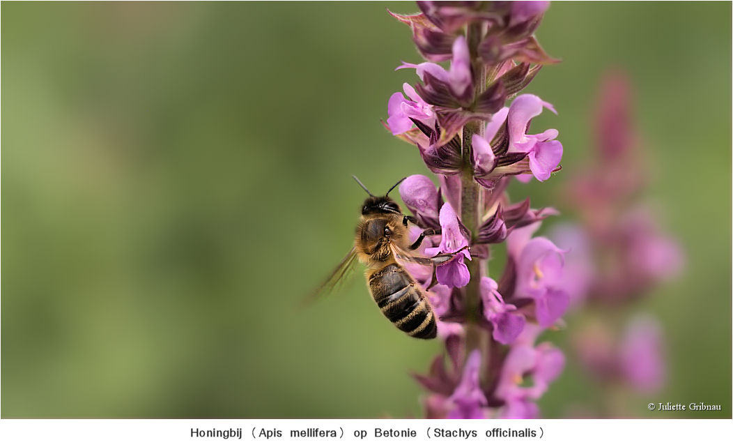Honeybee on flower