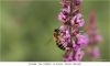 Honeybee on flower