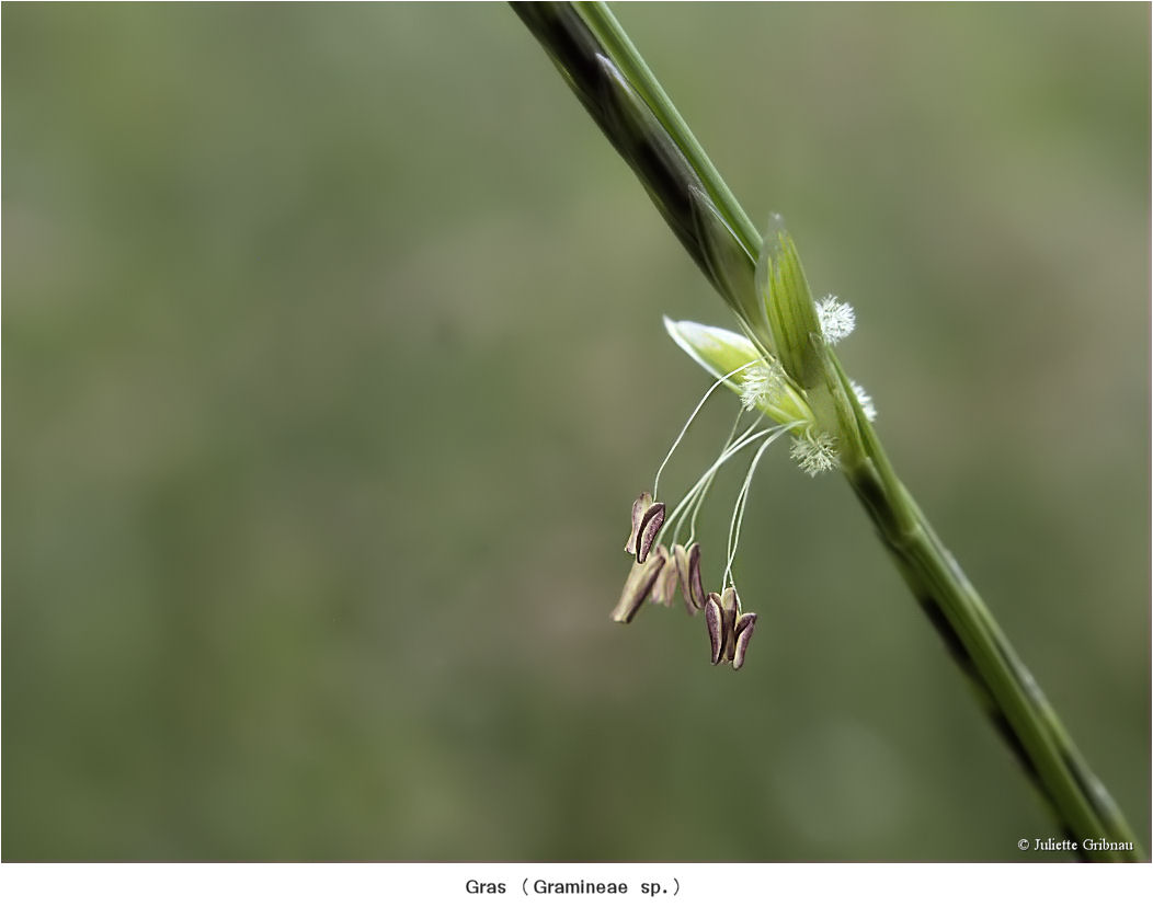 flowering grass