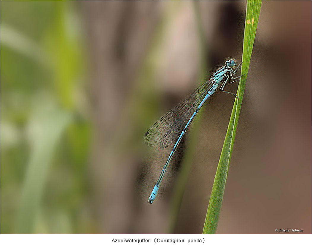 demoiselle